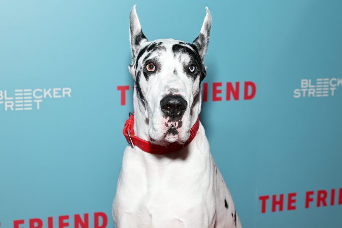 NEW YORK, NEW YORK - MARCH 24: Bing the dog attends "The Friend" New York Premiere at iPic Theater on March 24, 2025 in New York City. (Photo by Jamie McCarthy/Getty Images)